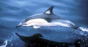Common dolphin.